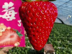 -大自然农场蔬菜草莓采摘园