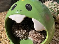 -绿色星球动物主题公园