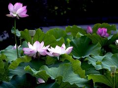 -四川大学(华西校区)