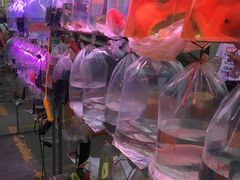 -中环花鸟鱼虫市场