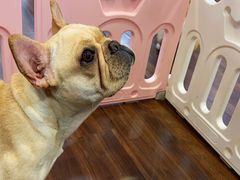 -柯斗斗主题餐厅·狗咖·围炉煮茶·茶饮(国瑞升平里店)