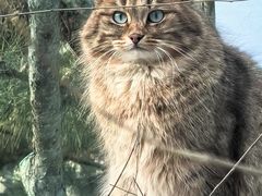 -青藏高原野生动物园