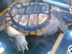 android_upload_pic-上海大自然野生昆虫馆