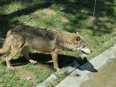 -北京野生动物园