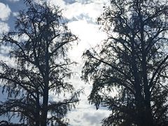 -千年银杏谷文化旅游区