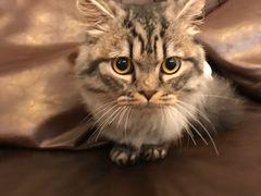 -猫大福·Fortune Cat猫舍(百子湾店)