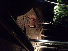 iphone_upload_pic-清迈夜间动物园