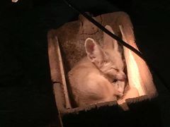 清迈夜间动物园-清迈夜间动物园
