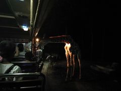-清迈夜间动物园