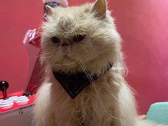 -猫色咖啡·猫咖