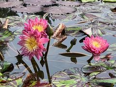 -莲花池公园