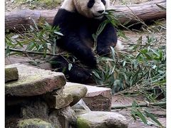 -中国大熊猫保护研究中心雅安碧峰峡基地