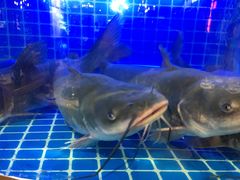 -蛙一刀·麻椒鱼火锅(金仙桥店)