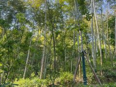 -上海佘山国家森林公园天马山园