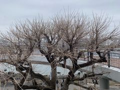 -台场海滨公园船码头