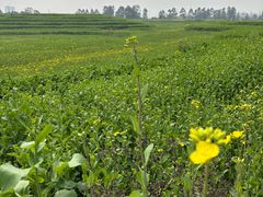 -三圣花乡旅游区