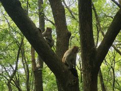 -苏州上方山国家森林公园