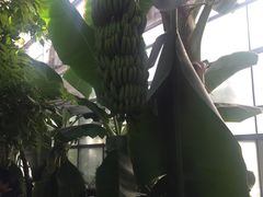 -呀路古热带植物园