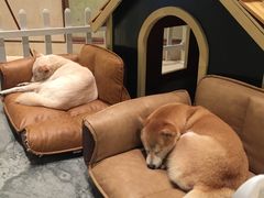 -上海崇明金茂凯悦酒店