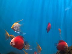 -海合安武汉极地海洋公园