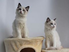 -Bastet sally猫舍购宠(静安店)