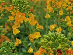 -中国天府农业博览园