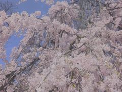 -西安青龙寺遗址景区