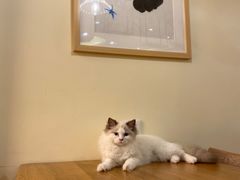 -滚猫咖啡·猫咖·猫友好撸猫(未来城店)