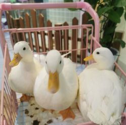 -Moni星球萌宠·小马宝莉·灵蛇·高端高阶全萌宠互动体验俱乐部(红豆国际广场店)
