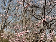 -海棠花溪(元大都城垣遗址公园)