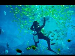 -烟台海昌鲸鲨海洋公园