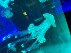-苏州海洋馆