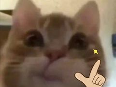 -怪兽屋·羊驼·猫咖·狗咖(俊华广场店)