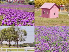 -紫颐香薰山谷景区