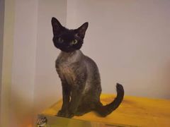 -70cat德文卷毛猫·缅因猫纯种猫舍