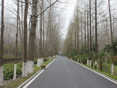 -合肥滨湖国家森林公园