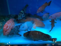 -金悦轩海鲜酒家(银河店)