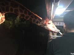 -清迈夜间动物园