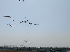 -盐城丹顶鹤湿地生态旅游区