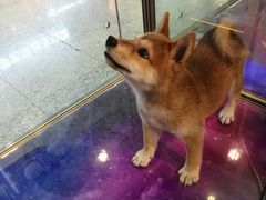 -乐宠宠物店(世纪金源店)