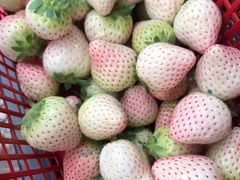 -喜杨洋草莓采摘园