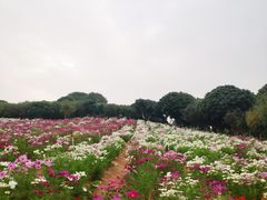 -松山湖梦幻百花洲