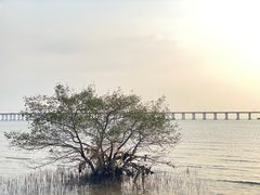 -宝安西湾红树林湿地公园