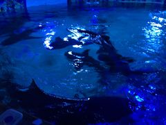 -成都浩海立方海洋公园