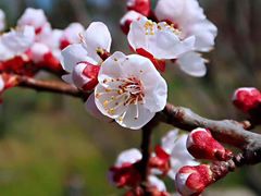 -九鼎铁刹山风景区