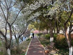 -高东镇樱花园