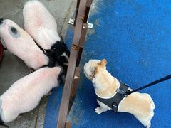 -上海崇明金茂凯悦酒店