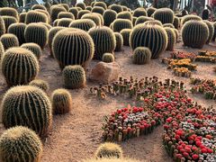 -南宫五洲植物乐园