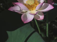 -荔湾湖公园