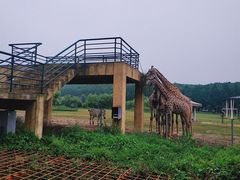 -哈尔滨北方森林动物园